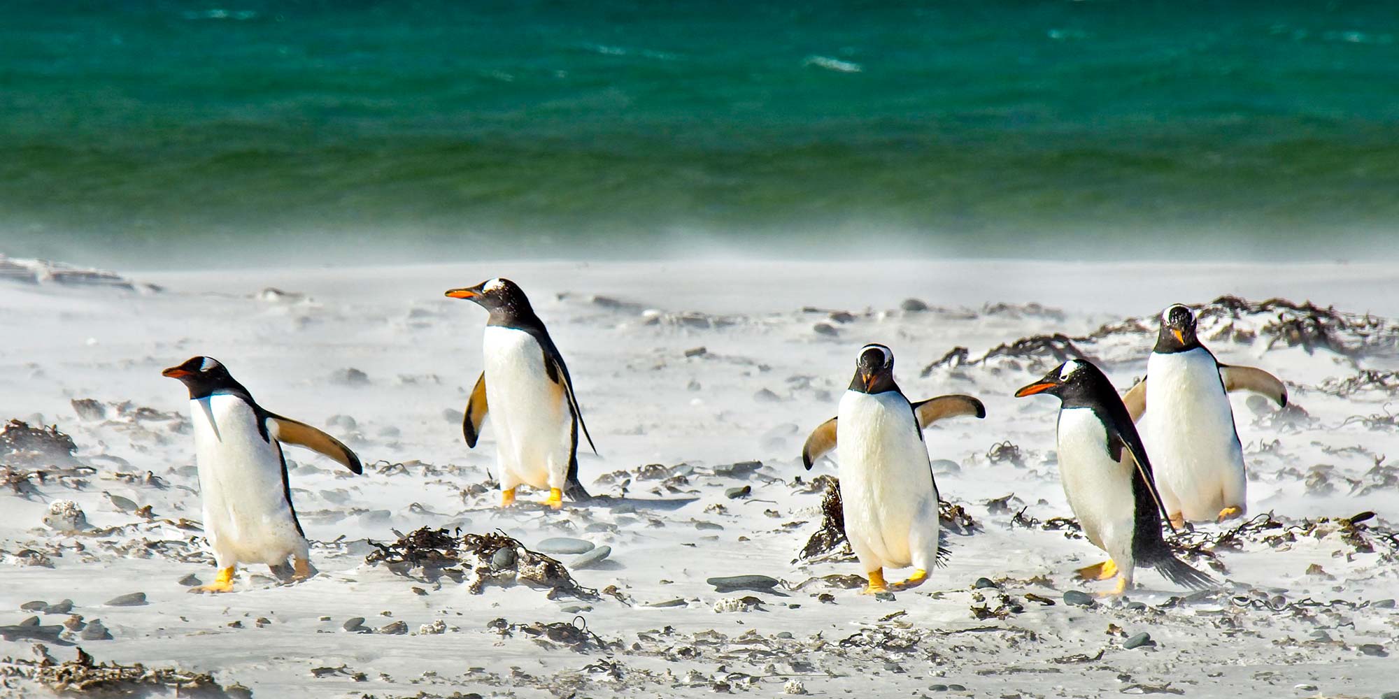 Pinguin Header TierShirts