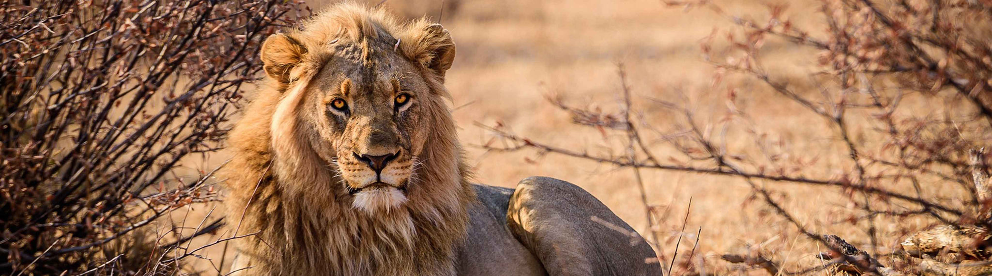 Löwe Header TierShirts