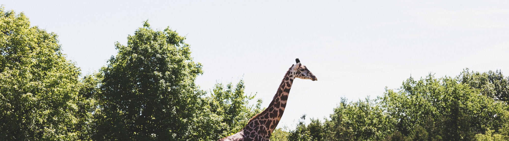 Giraffe Header TierShirts