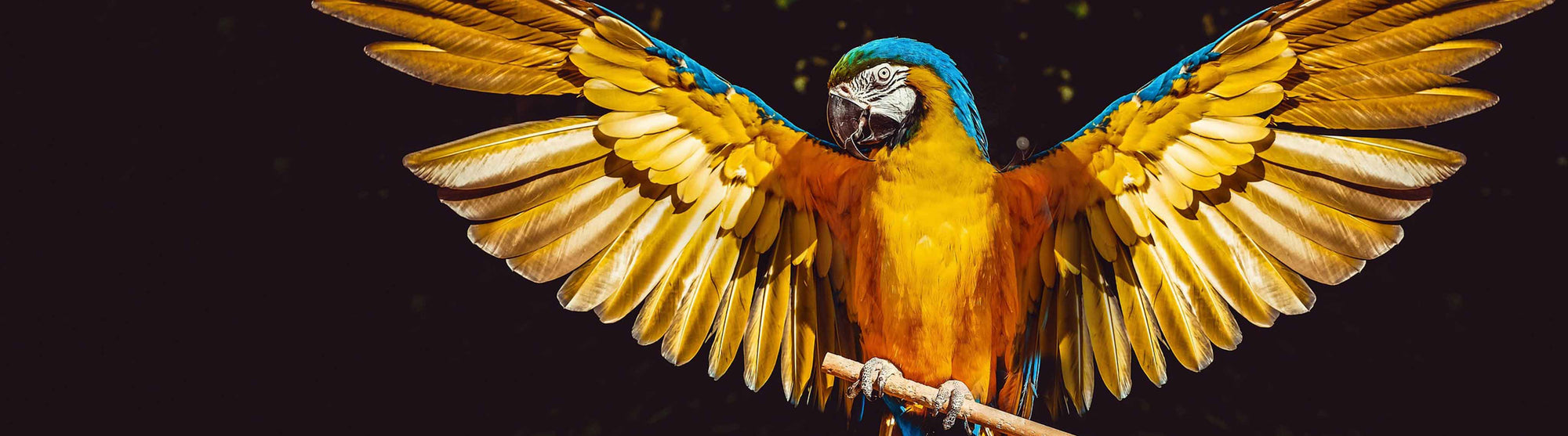 Papagei Header TierShirts